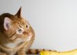 Are Bananas Good For Cats